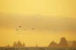 Pelicans and Sea Stacks