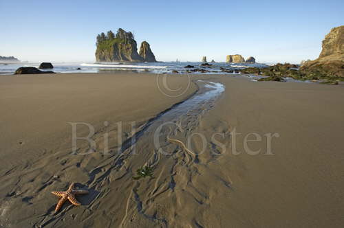 Stafish and Sea Stacks