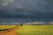 Wheatfields and Stormy Skies