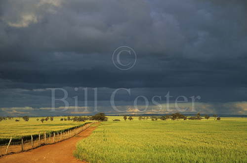 Wheatfields and Stormy Skies