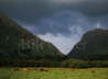 Glen Coe and Highland Cattle