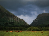 Highland Cattle and Storm