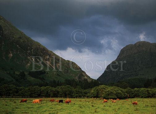 Highland Cattle and Storm