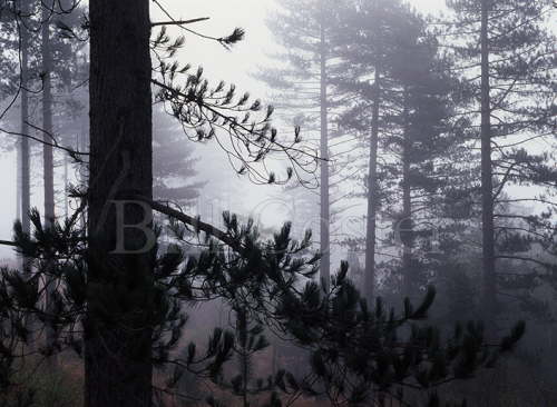 New Forest in Mist