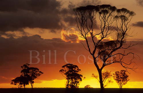 Eucalyptus Sunset