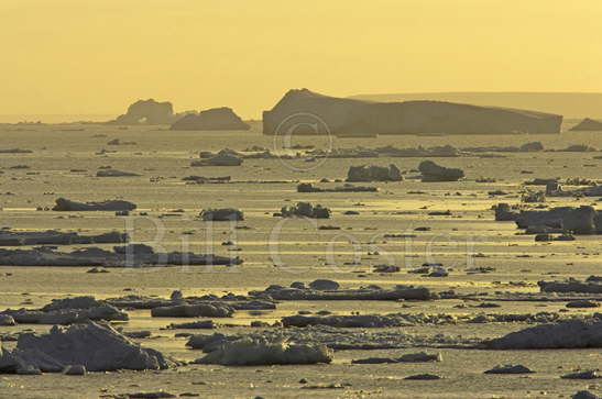 Weddel Sea Ice
