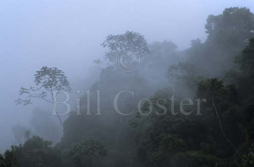 Rainforest Storm