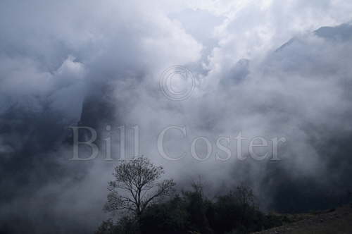 Cloud Forest