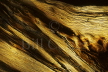 Dead Tree Detail