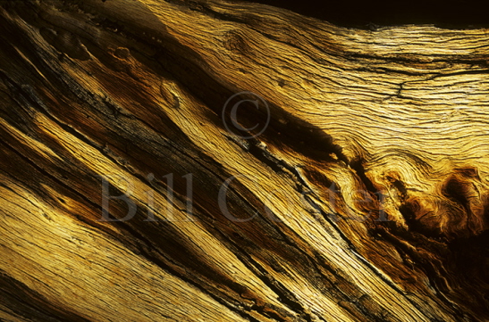 Dead Tree Detail - Bryce Canyon