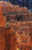 Hoodoes & Pines, Bryce Canyon