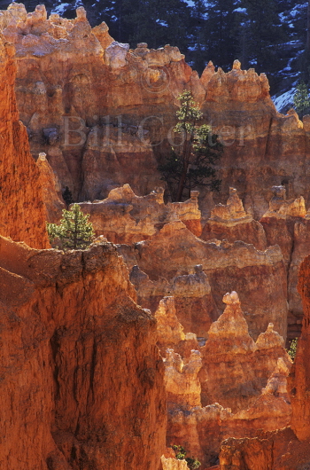 Hoodoes & Pines, Bryce Canyon