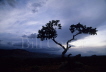 Pine Tree - Capitol Reef 