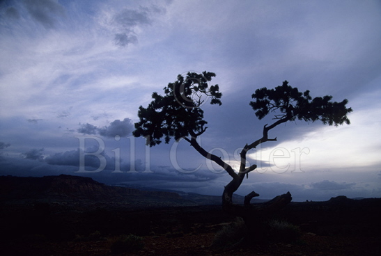 Pine Tree - Capitol Reef 