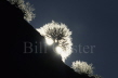 Rim Light - Zion National Park