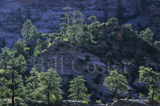 Backlit Conifers, Zion NP