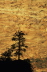 Tree Silhouette - Zion National Park