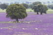 Cork Oaks, Extramadura