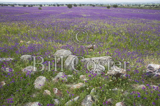 Extremadura in Springtime