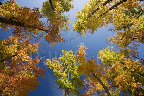 Maple Forest Canopy