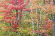 Windblown Maples and Birches