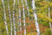 Maples and Birches