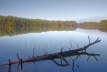 Moccassin Lake and Fallen Tree