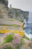 Marwick Head, Orkney