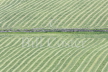 Cut Hay Meadows, Orkney