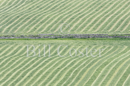 Cut Hay Meadows, Orkney