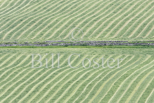 Hay Meadows Orkney