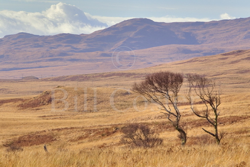 Isla of Jura