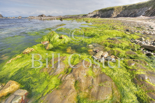 Rocky Shore Shetland