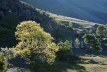 Backlit Trees Lake District