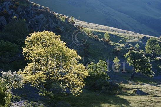 Backlit Trees Lake District