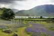 Bluebells Lake District