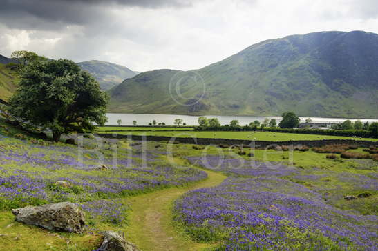 Bluebells Lake District