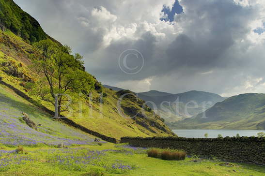 Bluebells Lake District