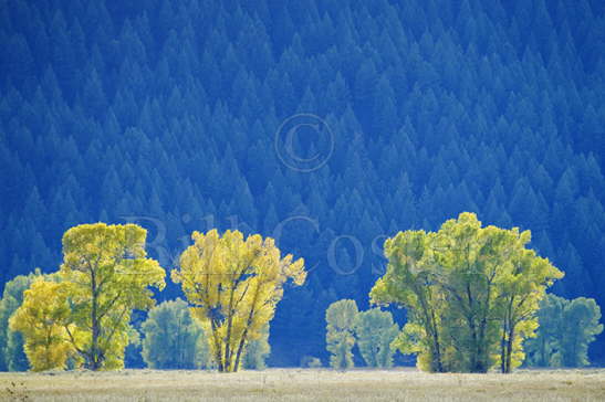 Backlit Cottonwood Trees