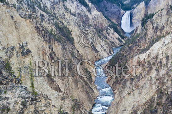 Lower Falls Yellowstone Canyon