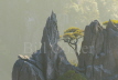 Yellow Mountains Pine Tree