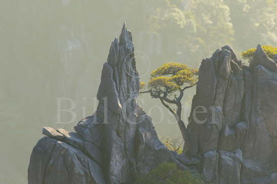 Yellow Mountains Pine Tree