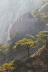 Yellow Mountains Pine Trees