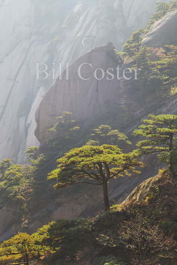 Yellow Mountains Pine Trees