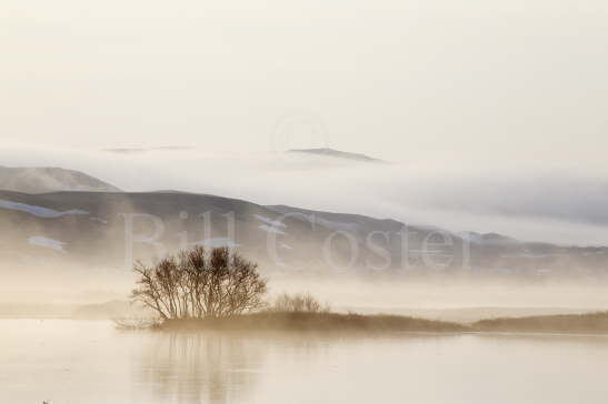 Lake Myvatn Dawn