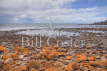 Rocky Shore and Crested Terns