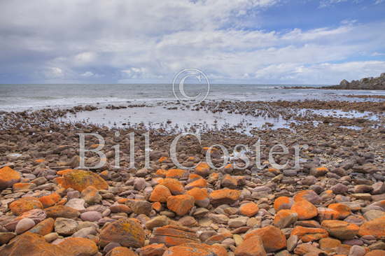 Rocky Shore and Crested Terns
