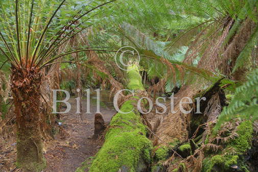 Mount Field National Park