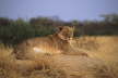 Lioness