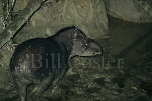 Tapir